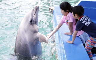 Dolphin Touching Section 　“Dolphin Feeding”