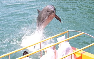 Dolphin Touching Section  “Amazing Seat” 