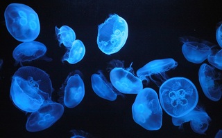Jellyfish Exhibit Room "Clarium"