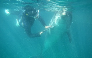 Dolphin Touching Section 　“Dolphin Snorkel”