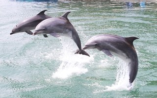 Maritime Stage Dolphin Show “Wonder Ocean”