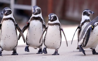ペンギンショー“ペタペタマーチ”　