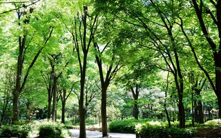 新宿中央公园