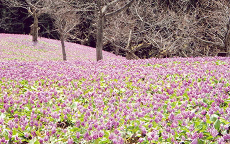 Katakuri Violet Flower Field  ～Yatsu Sta.～