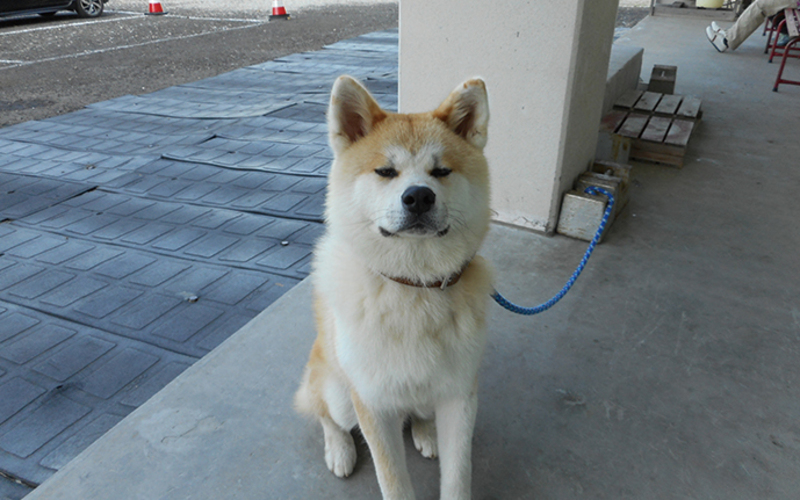 Akita dog Hokuto-kun (Mt. Moriyoshi Ani Ski Resort) ～Aniai Sta.～