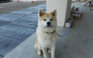 Akita dog Hokuto-kun (Mt. Moriyoshi Ani Ski Resort) ～Aniai Sta.～