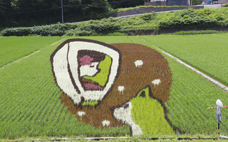 Rice Field Art ～Kakunodate Sta., Aniai Sta., Takanosu Sta.～