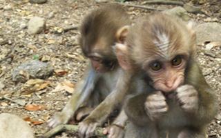 銚子渓自然動物園 お猿の国